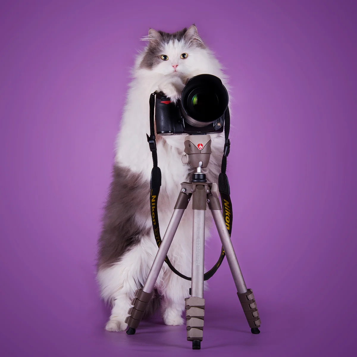 Featured image for “Why You Want a Videographer for Your Wedding?”